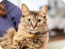 Our local pet adoption experts are your guides to successful companion adoptions. Pin On Orphan Cats Ready For Adoption