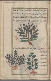 Pin On Arabic Persian And Turkish Manuscripts