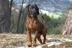 Oak Hill Kennel — • Oak Hill Kennel Bavarian Mountain ...