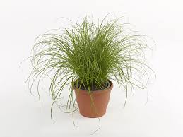 Image result for Cyperus amauropus