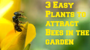 Many of the hedgerows and verges have disappeared and parts of the countryside are like green deserts with very few wild flowers. 3 Easy Plants To Attract Bees Pollinators In The Garden Basil Mustard Sunn Hemp Youtube