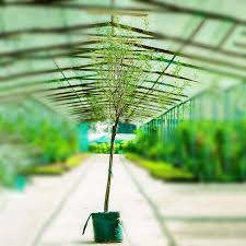 Image result for Acacia farnesiana