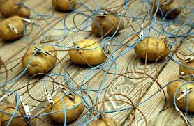 First layer of potatoes were about a foot from the ground. A Potato Battery Can Light Up A Room For Over A Month Innovation Smithsonian Magazine