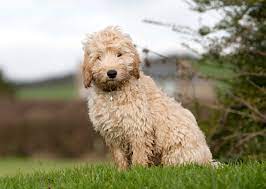 We are a small, family run, pure australian being very easy to train and enjoy learning new things australian labradoodles make an excellent. Veterinary Professionals Vote On The Best Dogs For New Owners