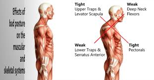 Development of the human organism. Stop Slouching What Is Bad Posture How To Correct It Tri Covery Massage Flexibility