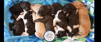 Read customer reviews and common questions and answers for nantucket sinks part. Downunder Labradoodles Usa And Australian Labradoodles Usa