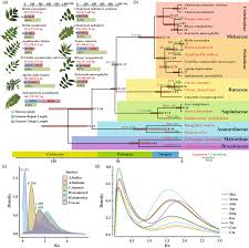 Image result for Meliaceae