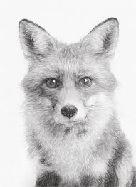 Fox Pencil Drawing Stock Illustrations
