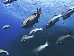 Males and females spawn from may to. 9 Tips And Tricks For Catching A Red Snapper Fish