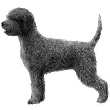 Feel free to browse hundreds of active classified puppy for sale listings, from dog breeders in pa and the surrounding. Lagotto Romagnolo Dog Breed Information