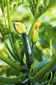 We did not find results for: Should I Fertilize Zucchini Information On Zucchini Fertilizer Requirements