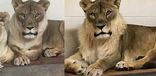 En concreto, las leonas con melena han sido observadas en estado salvaje en el delta del río okavango en la reserva de animales salvajes de moremi (botswana). Una Leona Con Melena Si Existe Y Se Llama Bridget