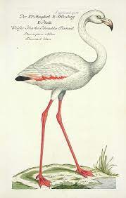 Frisch Antique Bird Prints 1733 Vintage Bird Illustration Vintage Birds Bird Illustration