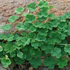 Image result for Rubus