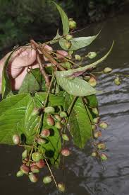Image result for Connaraceae
