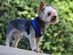 No Choke Mesh Dog Harness By Gooby This Gooby Comfort
