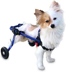Dog wheelchair , dachshund wheelchairs, small dog wheelchairs , pet. Amazon Com Dog Wheelchair Xs For Mini Toy Breeds 2 10 Pounds Veterinarian Approved Dog Wheelchair For Back Legs Pet Supplies