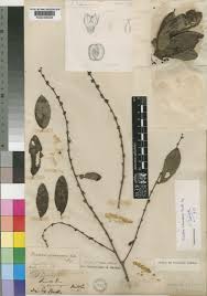 Image result for Chazaliella abrupta