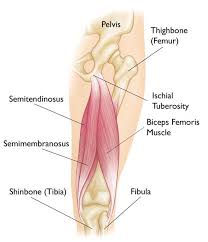 A muscle that bends a part of the body, such as an arm or a leg. Hamstring Muscle Injuries Orthoinfo Aaos