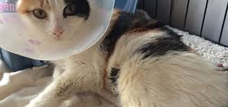 Im rahmen des einschläferns erhält die katze eine überdosierung dieser medikamente. Kein Gluckliches Ende Fur Die Katze Candy