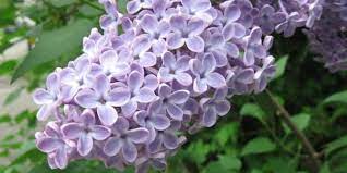 Lilac The Fragrant Vernal Flower The Alchemist S Kitchen