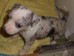 Merle chihuahua puppies for sale in pa. Merle Chihuahua Puppies For Sale In Benton Pennsylvania Classified Americanlisted Com