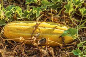 Image result for Cucumis melo