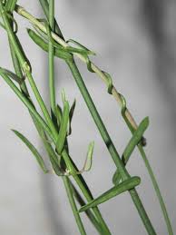 Image result for Ceropegia linearis