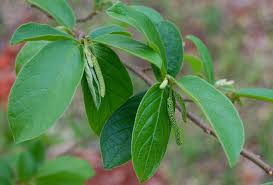 Image result for Antidesma venosum