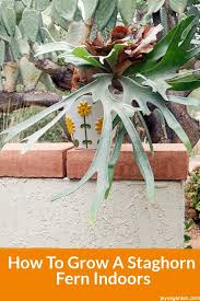 Pups are the main source of staghorn fern propagation. How To Grow A Staghorn Fern Indoors