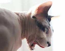 Sphynx is a unique cat breed with no coat and yes it is a cat breed. Are Sphynx Cats Aggressive The Pets Kb