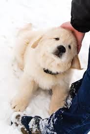 Golden retriever puppies are adorable, playful and smart. Golden Retriever Puppies Maine For Sale The Y Guide