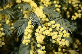 Image result for Acacia mearnsii