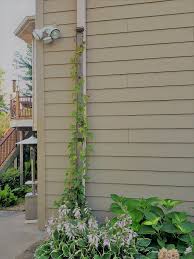 Buy garden fence trellises and get the best deals at the lowest prices on. 2 Trellises A Sleek And Unobtrusive 9 Foot Tall Downspout Trellis