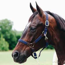 (584 annonces) page 1 sur 39. Acheter Un Cheval Combien Coute Un Cheval Le Paturon