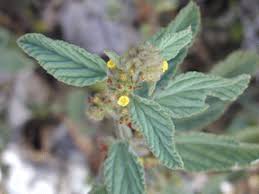 Image result for Waltheria