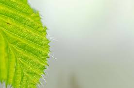 Pikbest dapat mengunduh gambar latar belakang hd secara gratis. Abstrak Latar Belakang Kecantikan Botani Botani Cabang Cerah Close Up Wallpaper Hd Wallpaperbetter