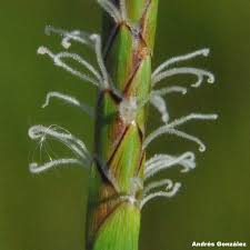 Image result for Eleocharis acutangula