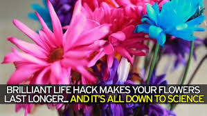 Maybe you would like to learn more about one of these? Brilliant Life Hack Will Make Your Flowers Last Longer And It S All Down To Science World News Mirror Online
