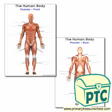 Skeletal muscle groups front and back. The Muscles Of The Human Body Worksheet Primary Treasure Chest