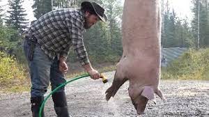 Farm To Table Killing And Butchering A Pig At Home Youtube