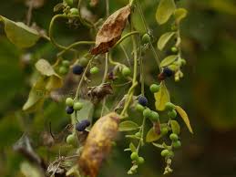 Image result for Cocculus hirsutus