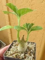 Image result for Pterodiscus aurantiacus