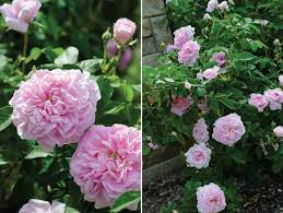 Ispahan Damask Rose Damask Rose Rose Varieties Rose