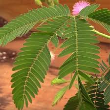 Potted mimosa tree in winter. Mimosa Pudica Sensitive Plant For Sale Online At Logee S