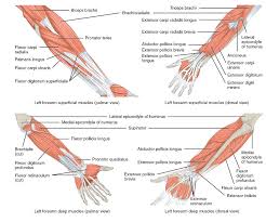 We did not find results for: Muskulatur Des Daumens Und Der Finger