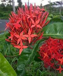 About Asoka Flowers Tentang Bunga Asoka English Indonesian Steemit