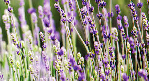 2016 Community Report