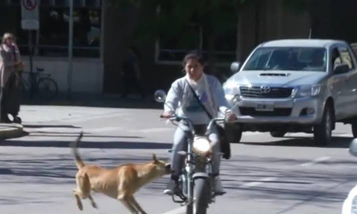 Riesgo en una ciudad por los ataques de perros callejeros