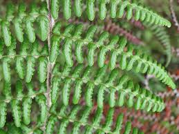 Image result for Pityrogramma